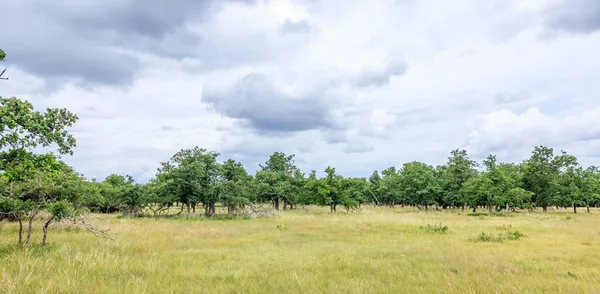 a view of ocean and trees