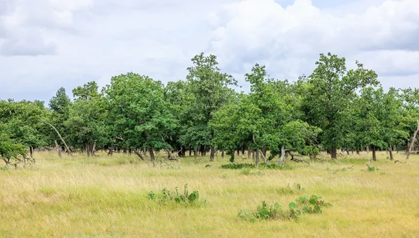 a view of a garden
