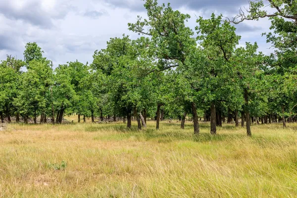 a view of three trees with a yard