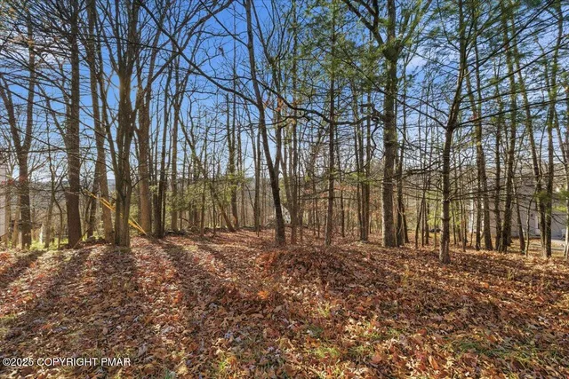 a big yard with lots of trees