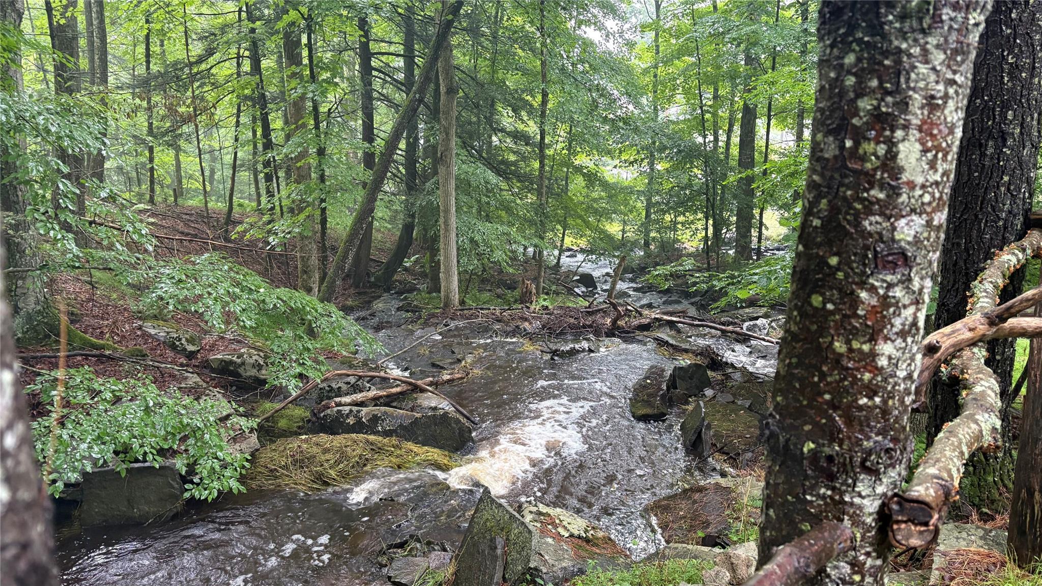 20 Airport Road Eldred, NY 12732 - Photo 12 of 23 a view of forest