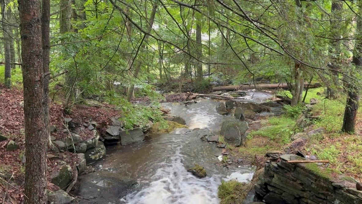 20 Airport Road Eldred, NY 12732 - Photo 13 of 23 a view of a forest with trees