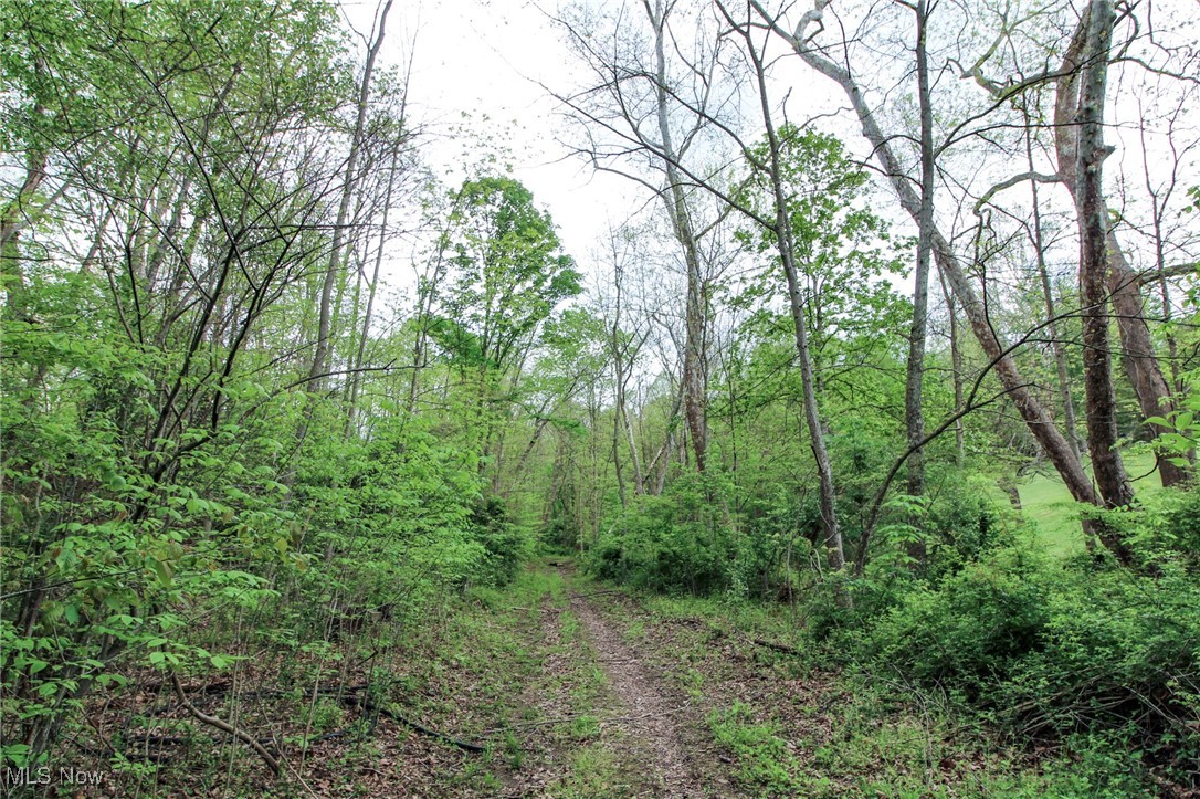 0 Dutch Ridge Road New Straitsville, OH 43766 - Photo 24 of 28 View of wooded area