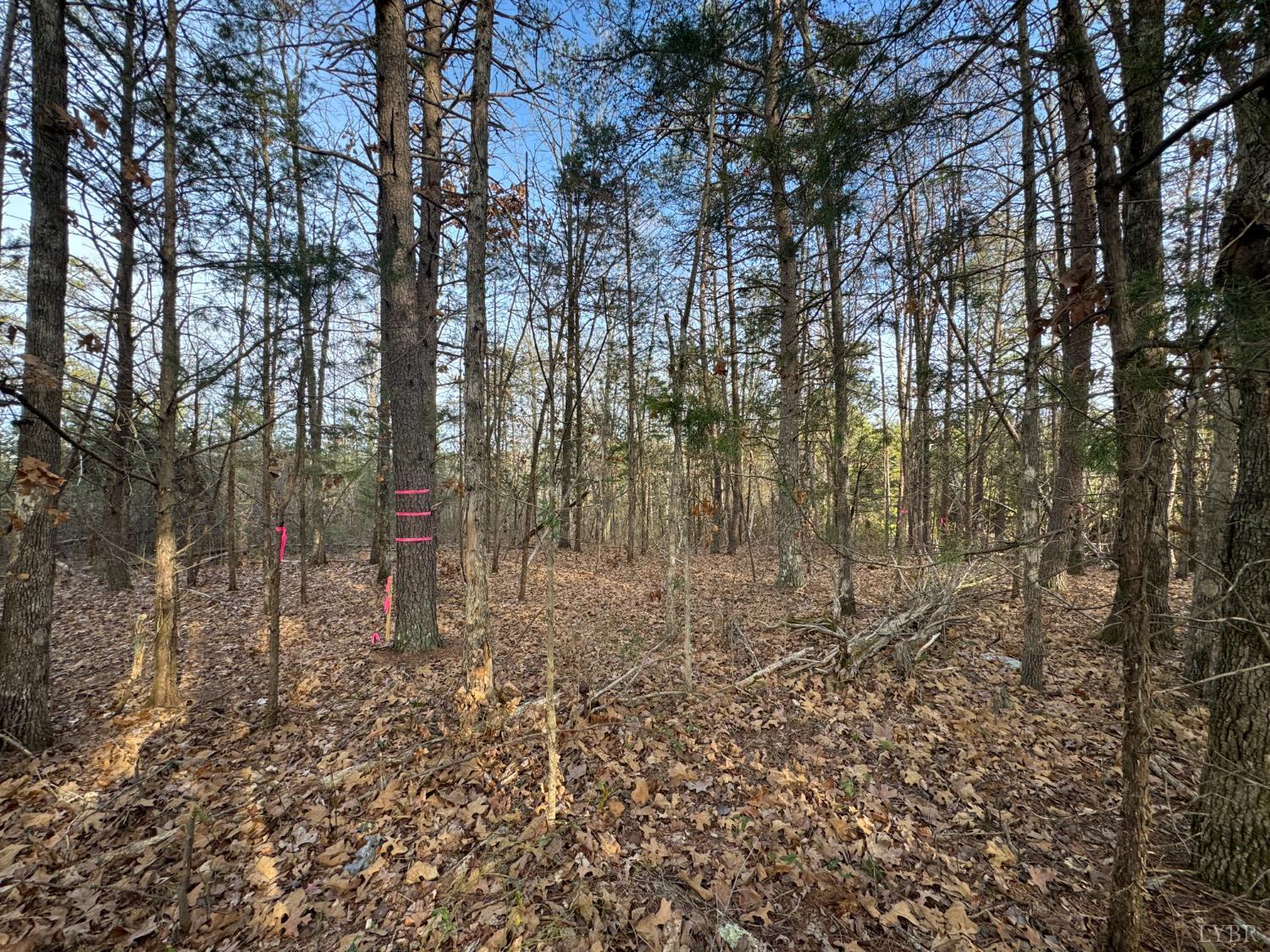 0 Watt Abbitt Road Appomattox, VA 24522 - Photo 8 of 10