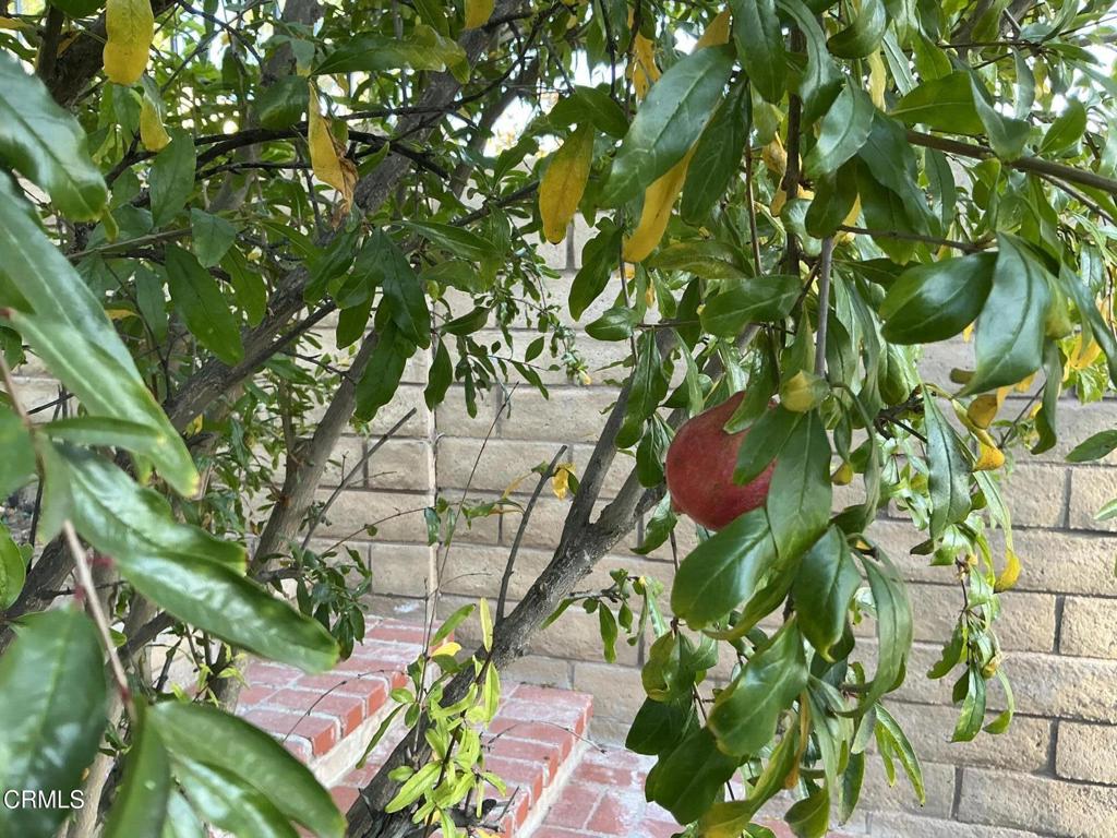 13687 Blue Ridge Way Moorpark, CA 93021 - Photo 42 of 46 a picture of plants