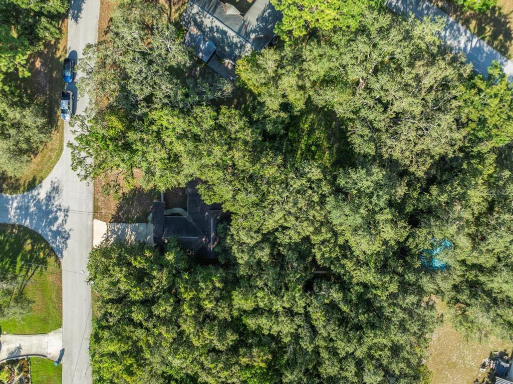 8316 Kingsdale Street Spring Hill, FL 34608 - Photo 29 of 30 a view of a lush green forest with large trees