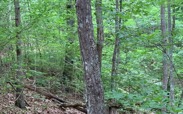 $39,900 | Lot 18 Bruce Mountain, Morganton, GA 30560