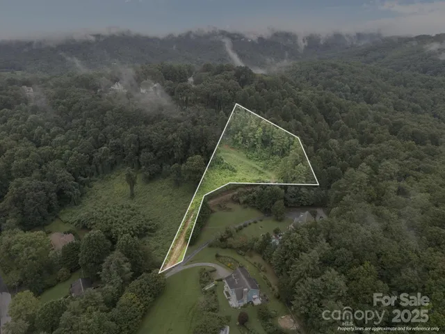 a view of a forest with a tree in the background