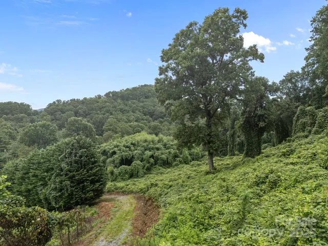 a view of a lush green forest with a mountain