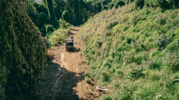 a view of a yard with plants and large trees