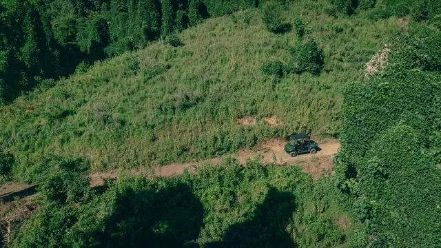 a view of a forest with a tree