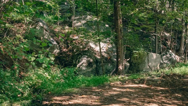 a backyard of a house with lots of trees
