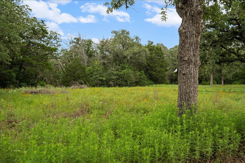 608 Whistleville Road Flatonia, TX 78941 - Photo 15 of 26 Part of the property has gorgeous wildflowers and mature oak trees, giving you that perfect mix of open space and dense, natural woods.