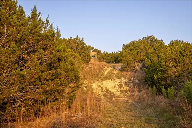 a view of a yard with a tree