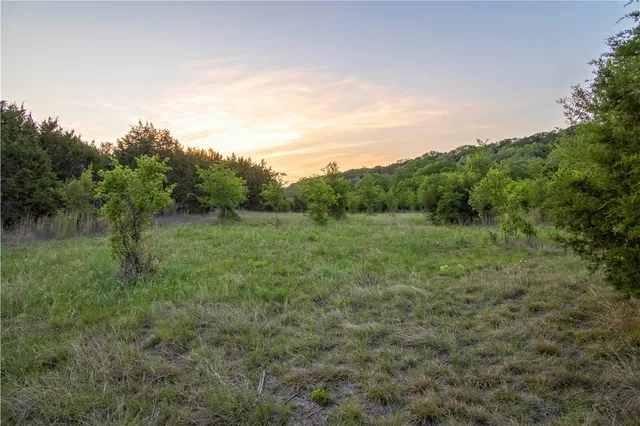a view of a lush green forest with lots of trees