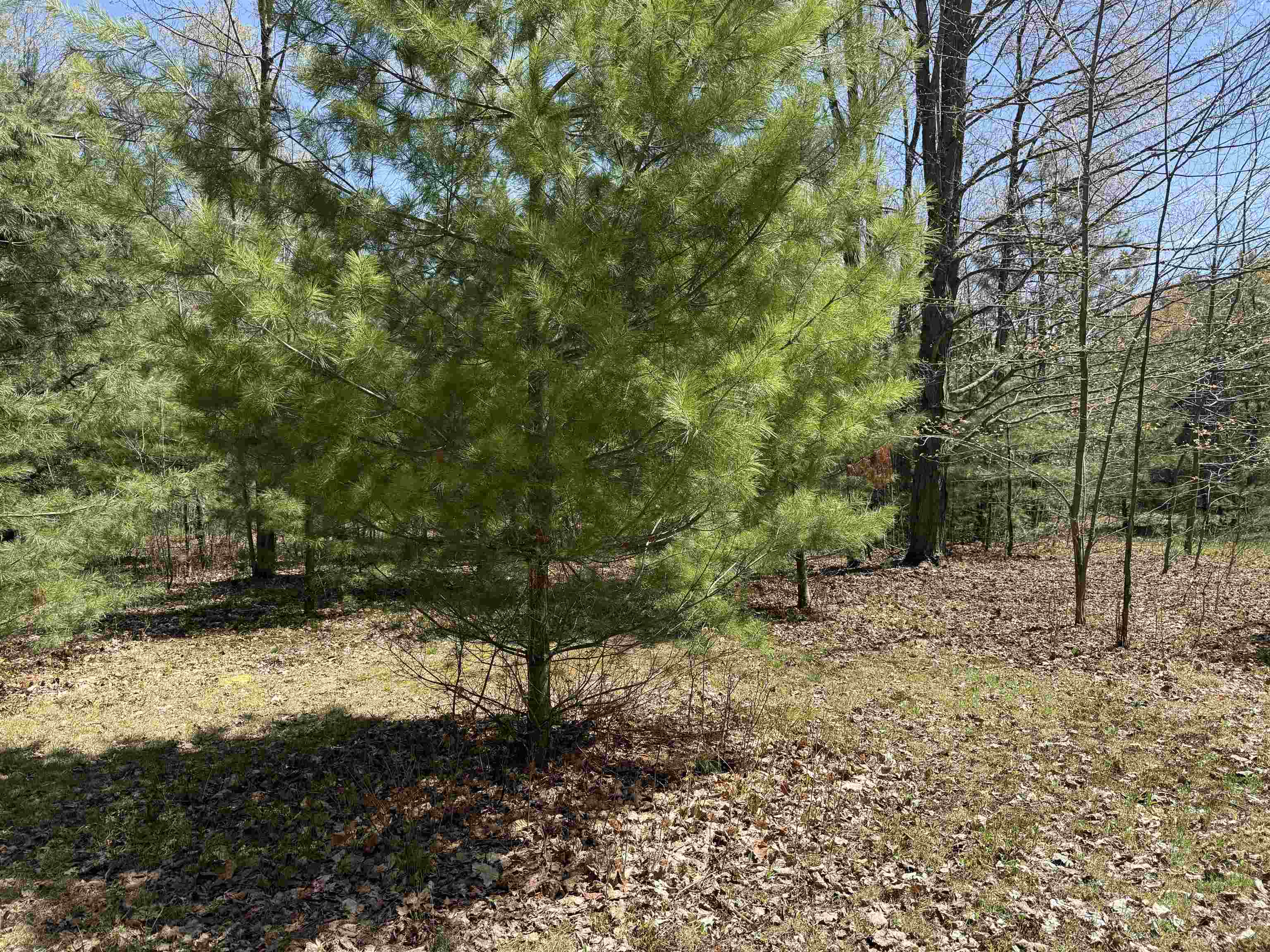 7274 South Forward Road McBain, MI 49657 - Photo 52 of 76