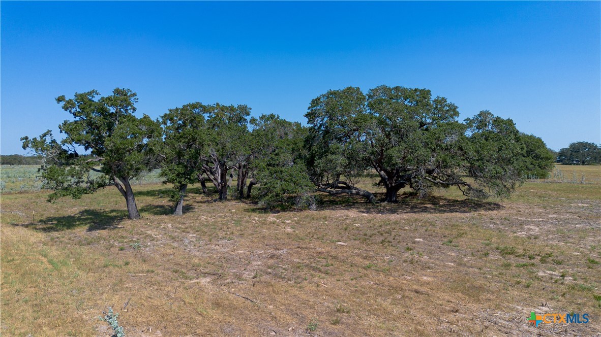 3752 Farm To Market 77 Nixon, TX 78140 - Photo 15 of 48 a view of a yard with a tree