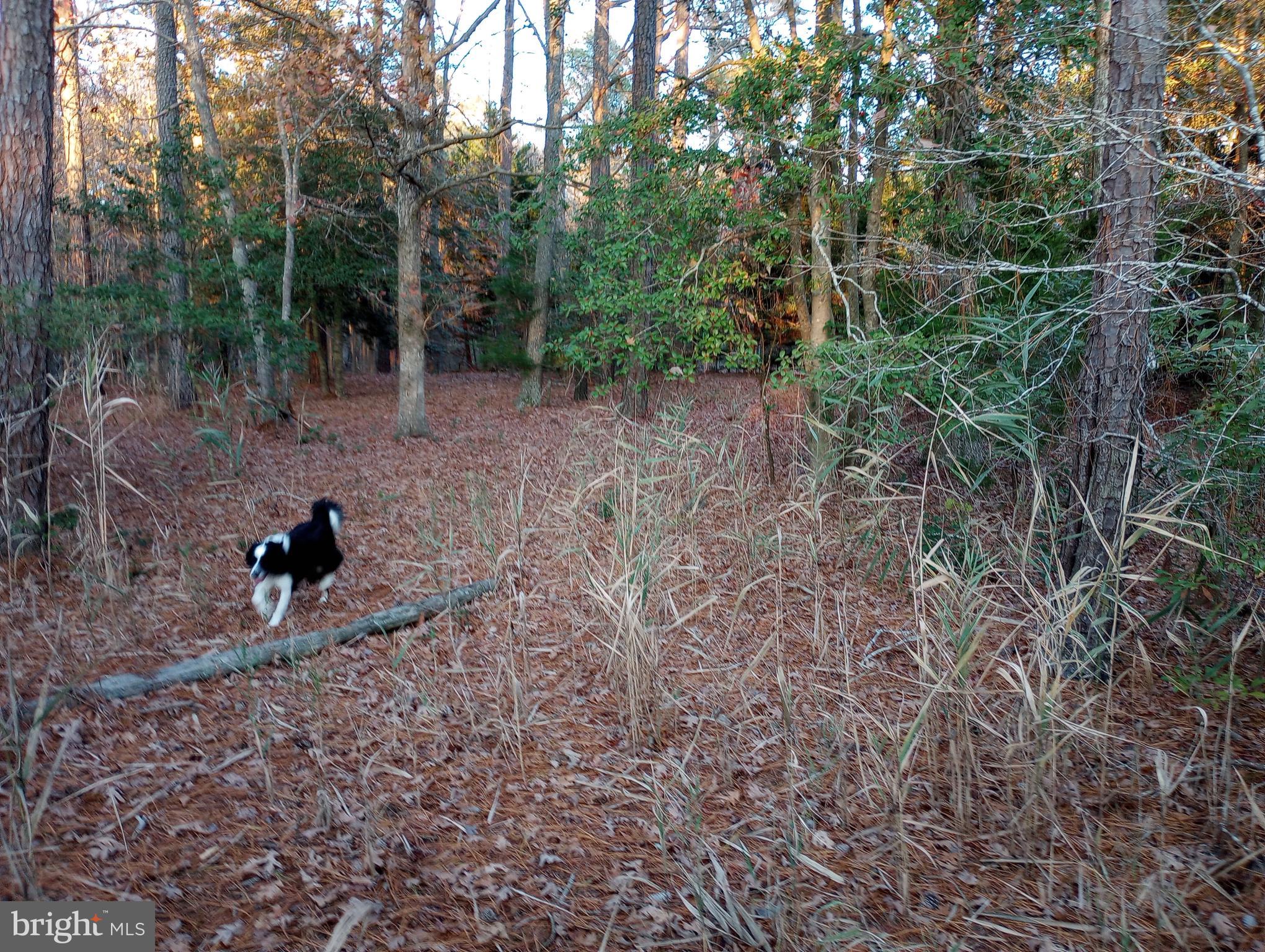 Lot 7 Croppers Island Road Newark, MD 21841 - Photo 8 of 9