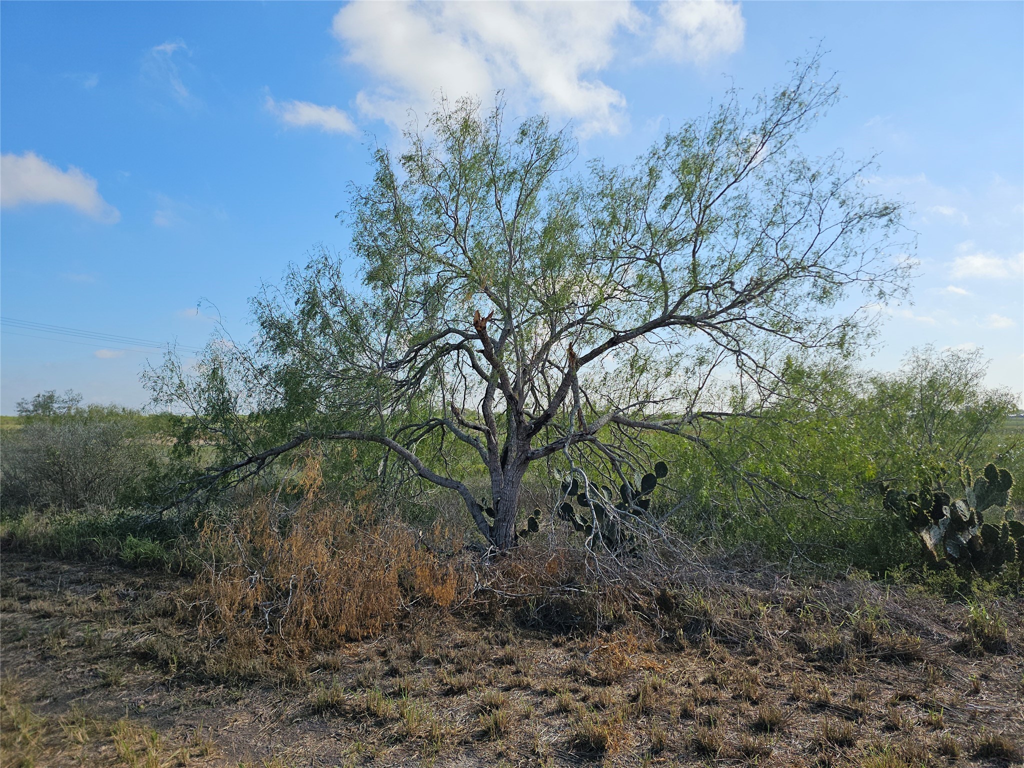 0 San Jose Ranch Road San Benito, TX 78586 - Photo 12 of 16 a big yard with lots of green space