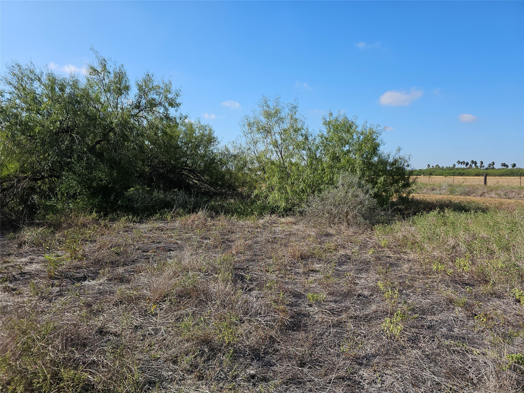 0 San Jose Ranch Road San Benito, TX 78586 - Photo 10 of 16 a view of a field with trees in the background