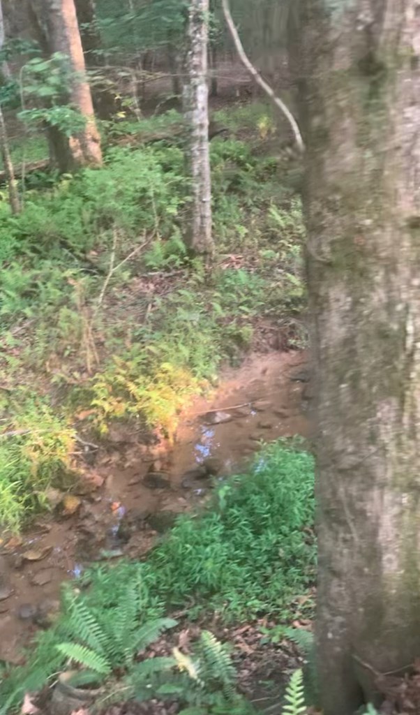 16894 Morganton Highway Morganton, GA 30560 - Photo 50 of 51 a view of a yard with plants