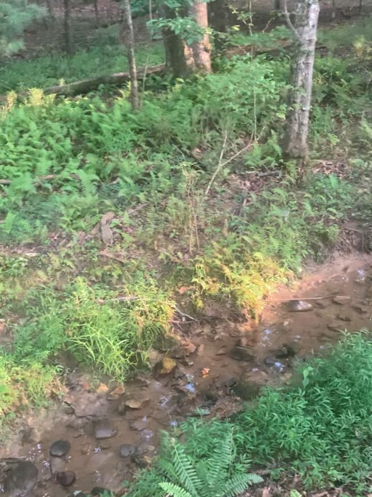 16894 Morganton Highway Morganton, GA 30560 - Photo 51 of 51 a view of a yard with plants and large trees