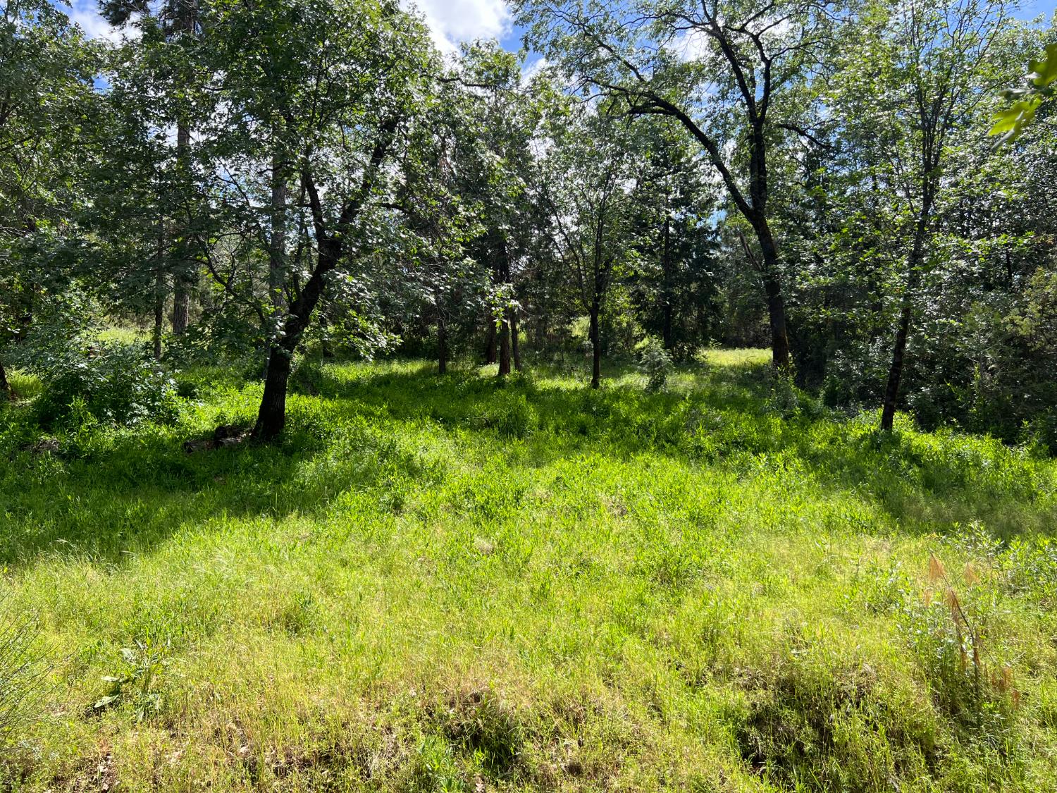 3085 Texerna Court Placerville, CA 95667 - Photo 36 of 39 a big yard with lots of green space and plants