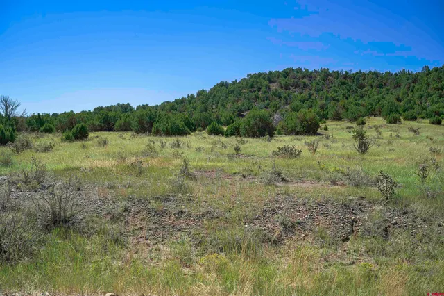 a view of a yard with a tree