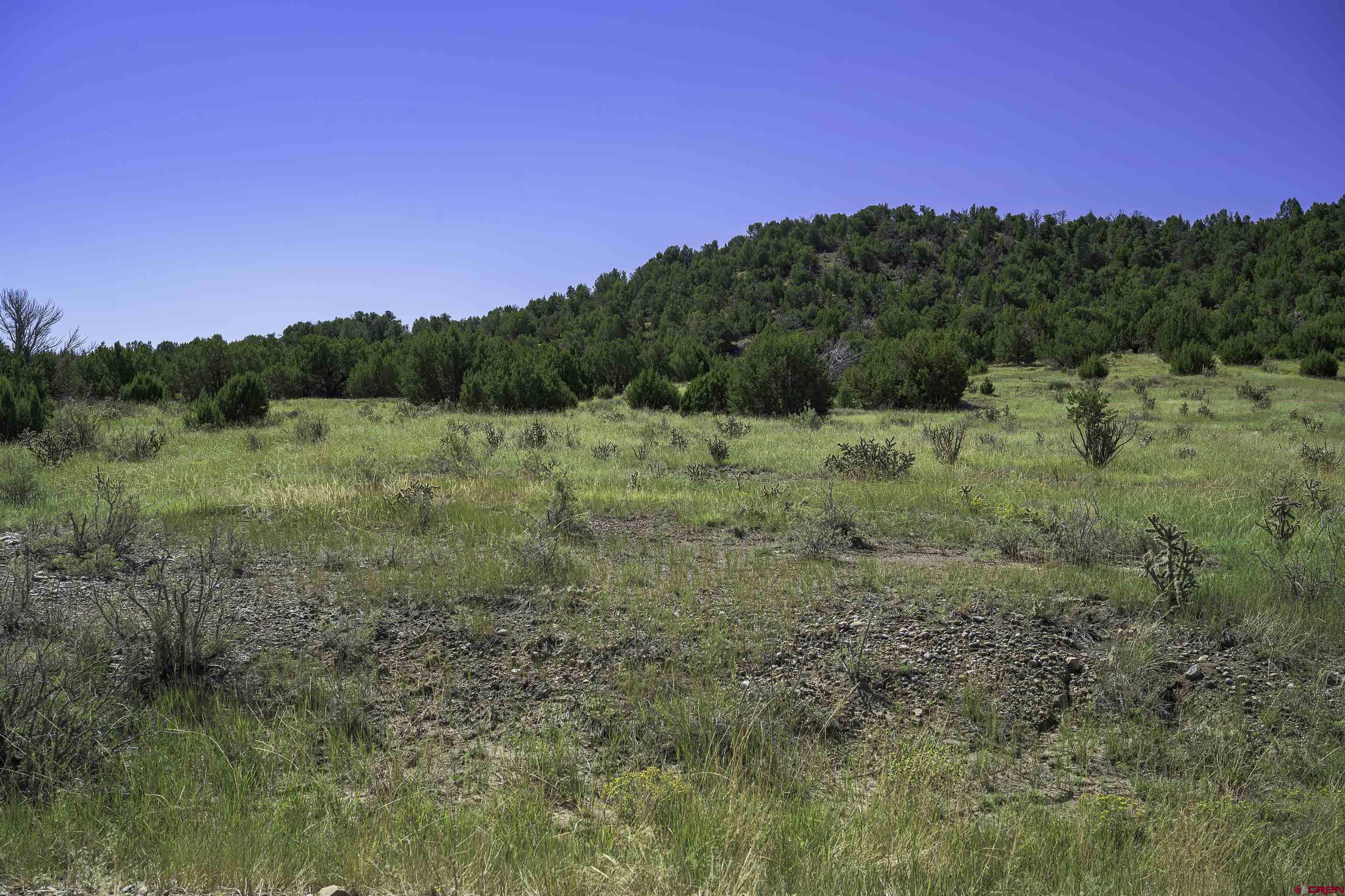 37250 Kunzite Road Trinidad, CO 81082 - Photo 11 of 33 a view of a yard with a tree
