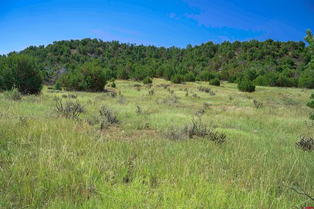 a view of a lush green outdoor space with a lake view