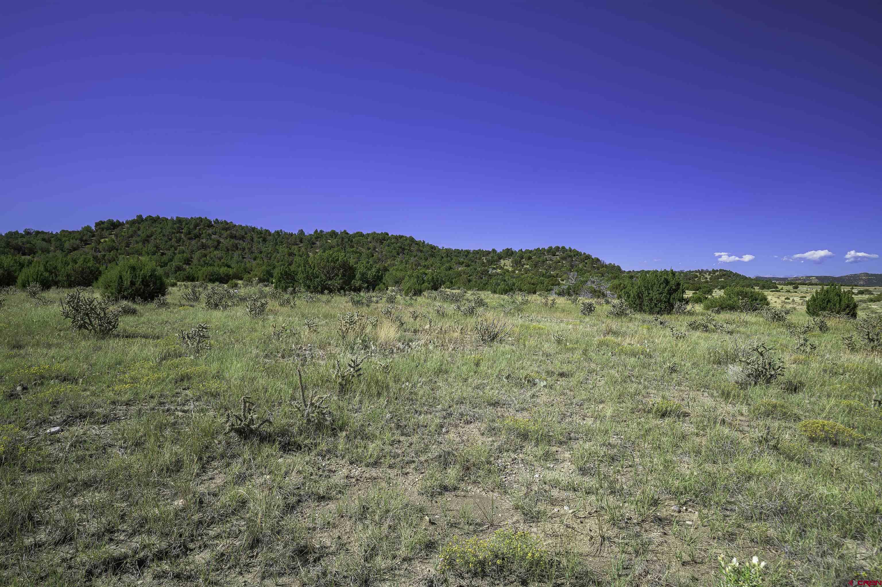 37250 Kunzite Road Trinidad, CO 81082 - Photo 13 of 33 a view of a forest with trees in the background