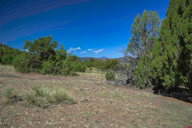a view of a yard with large trees