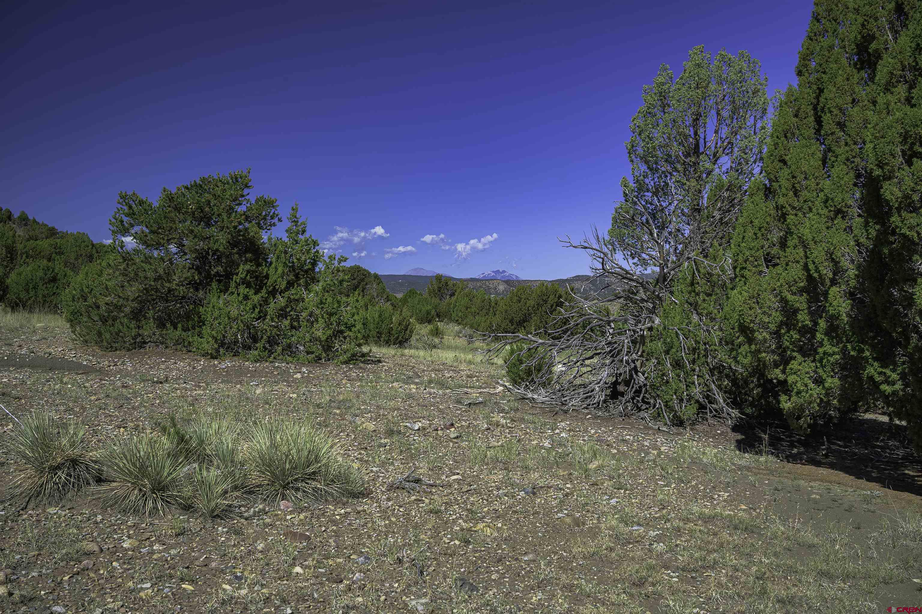 37250 Kunzite Road Trinidad, CO 81082 - Photo 7 of 33 a view of a yard with large trees