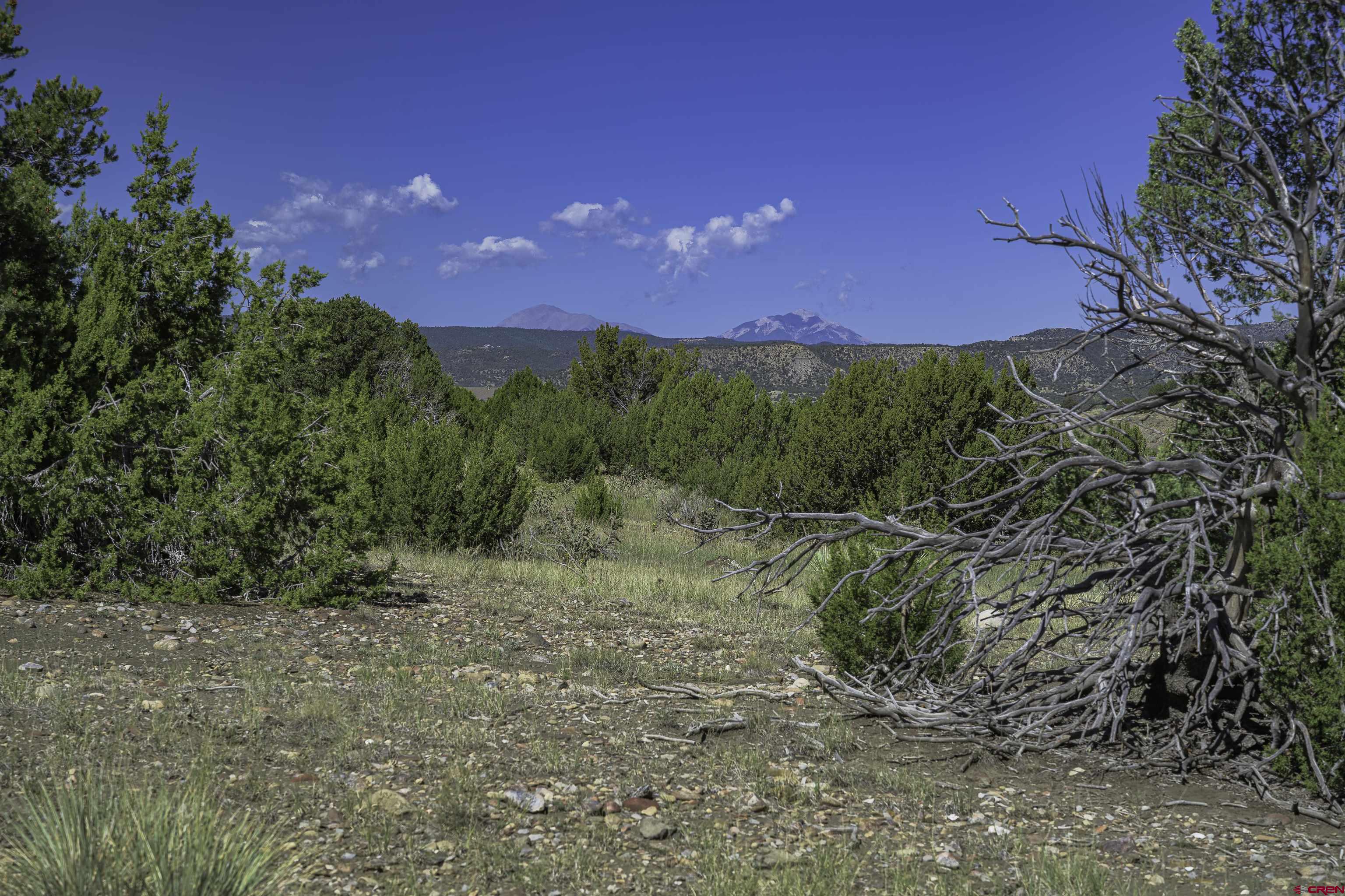 37250 Kunzite Road Trinidad, CO 81082 - Photo 8 of 33 a view of a yard with a tree