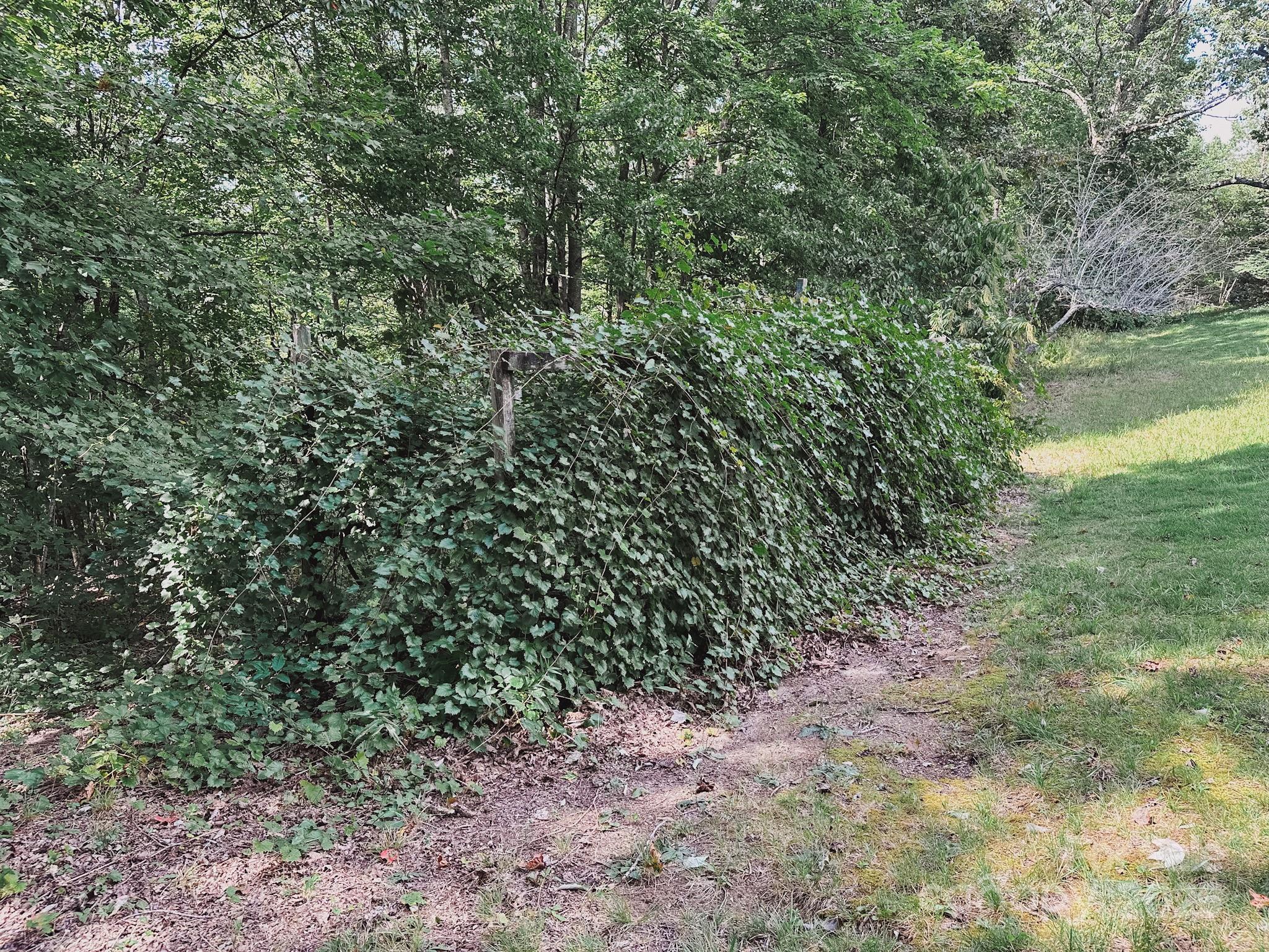 415 Reel Hollow Road Marion, NC 28752 - Photo 46 of 48