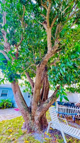 a backyard with potted plants and a fountain