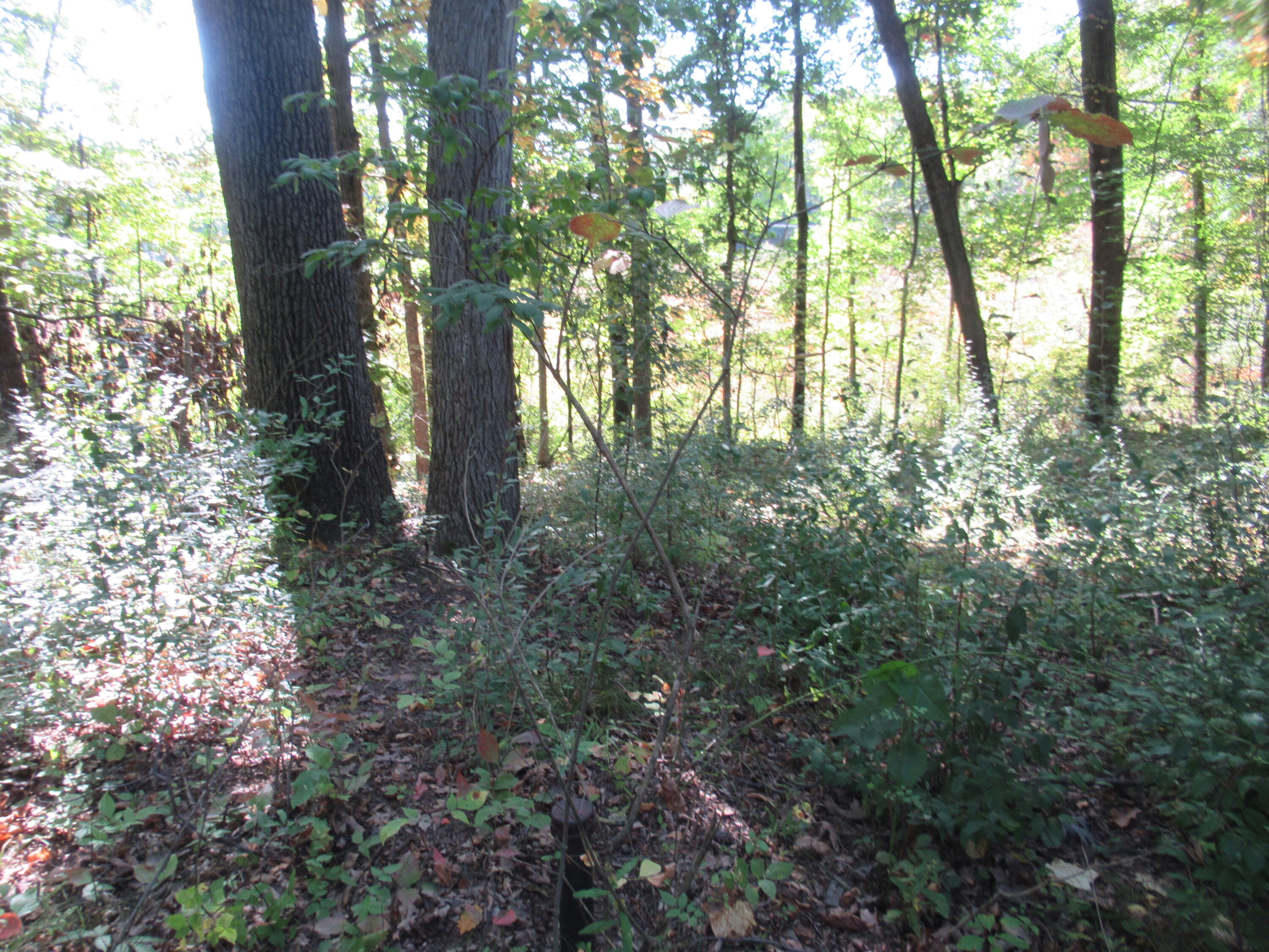 17538 Paradise Lake Road Vandalia, MI 49095 - Photo 2 of 5 IMG_0003