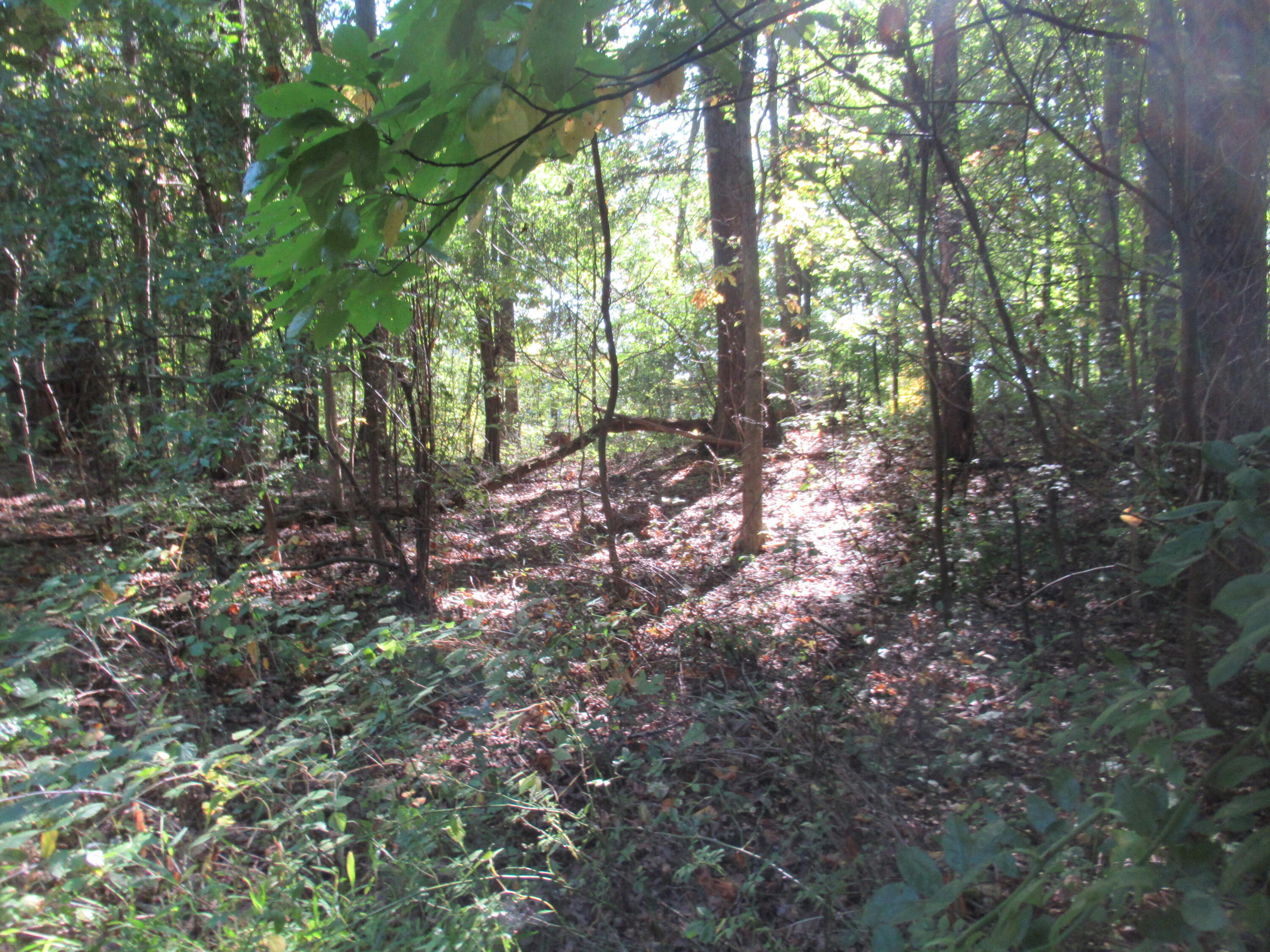 17538 Paradise Lake Road Vandalia, MI 49095 - Photo 3 of 5 IMG_0006