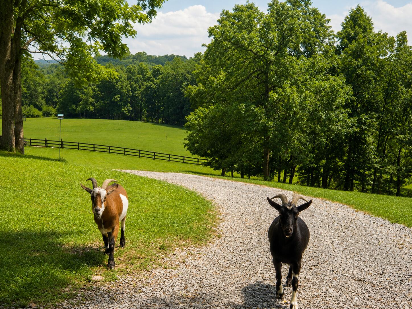 4135 Williamsburg Road Renick, WV 24966 - Photo 8 of 58 Gallery Image 8