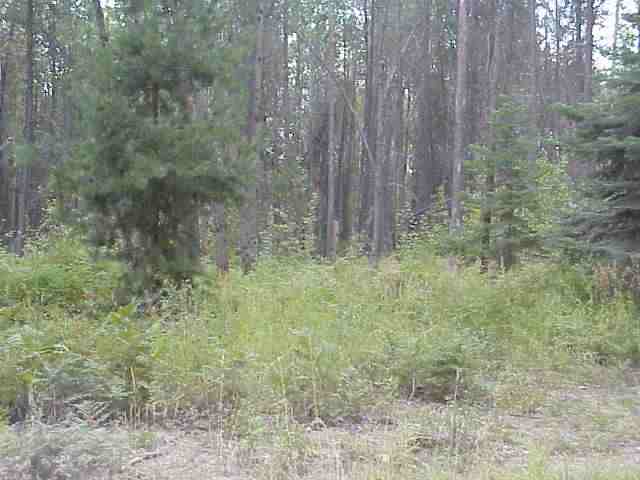 Xx Mason Road Springdale, WA 99173 - Photo 1 of 7