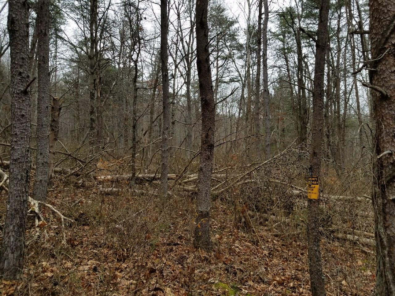 Laurel Brook Road Waiteville, WV 24984 - Photo 5 of 22 Gallery Image 5