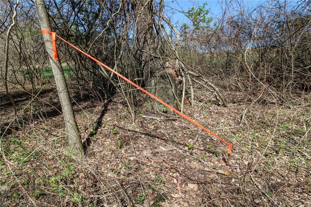 Mercer Rd Street Bridgeport, OH 43912 - Photo 14 of 19 View of local wilderness