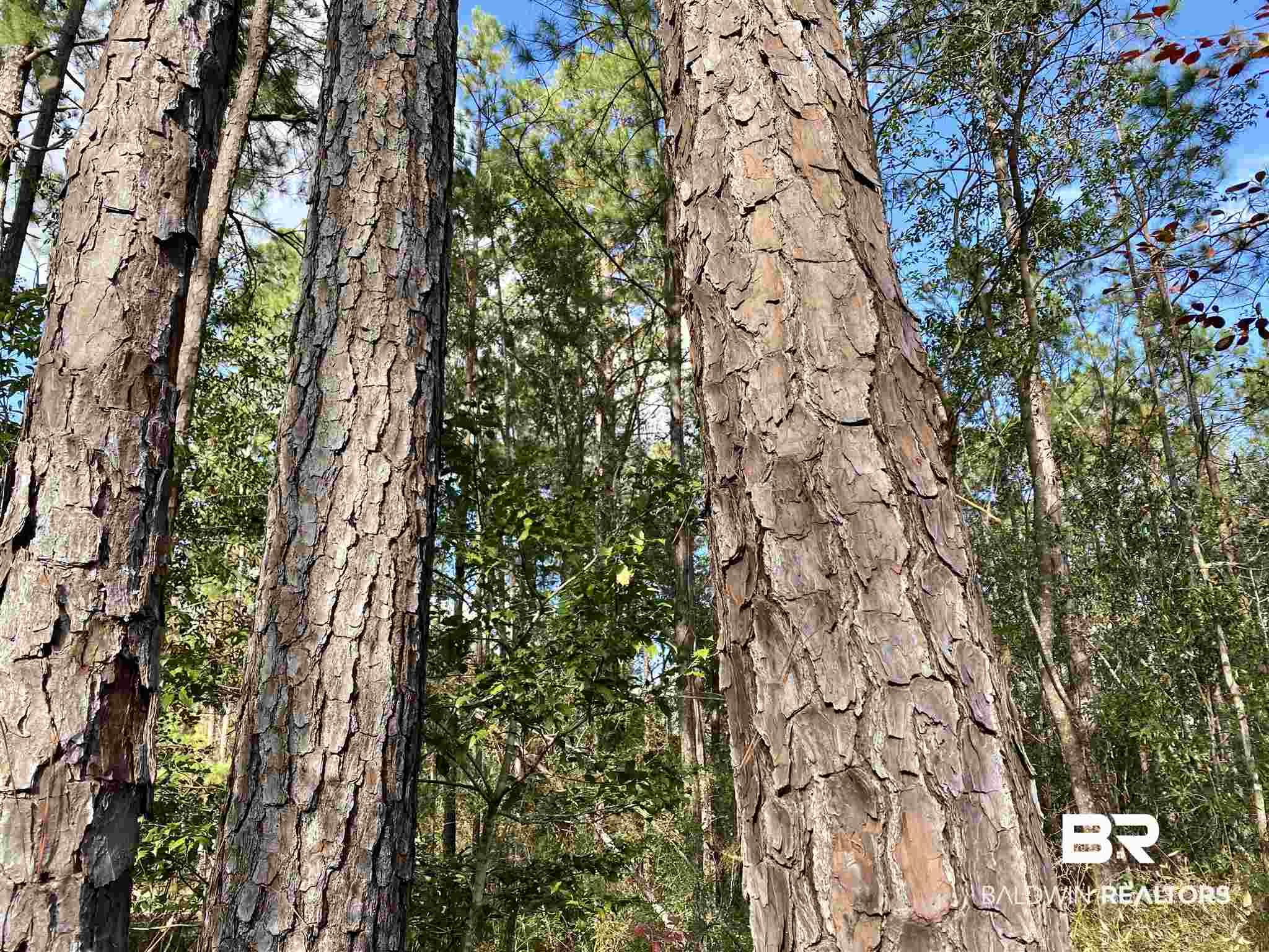 0 County Road 19 Chatom, AL 36518 - Photo 7 of 18