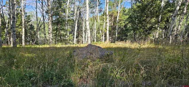 a view of a garden from a window
