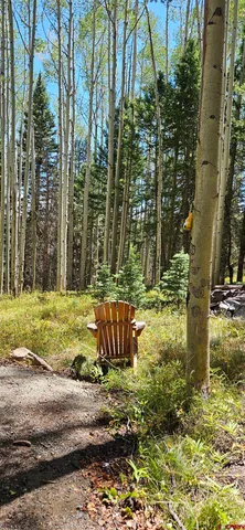 a view of a yard with plants and large trees