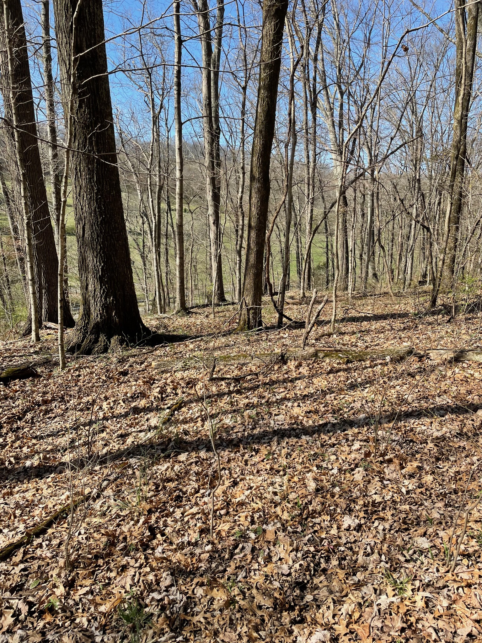a view of a backyard with green space