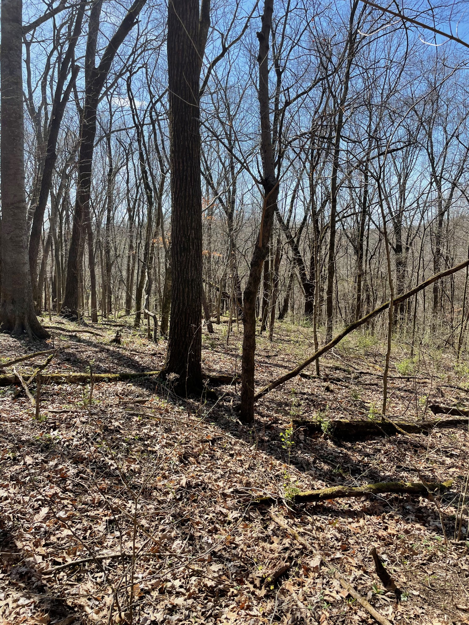 2057 Hillsboro Road Franklin, TN 37069 - Photo 11 of 27 a backyard of a house with lots of green space