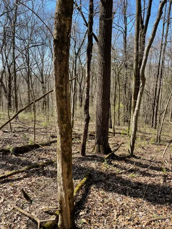 a view of a yard with an trees