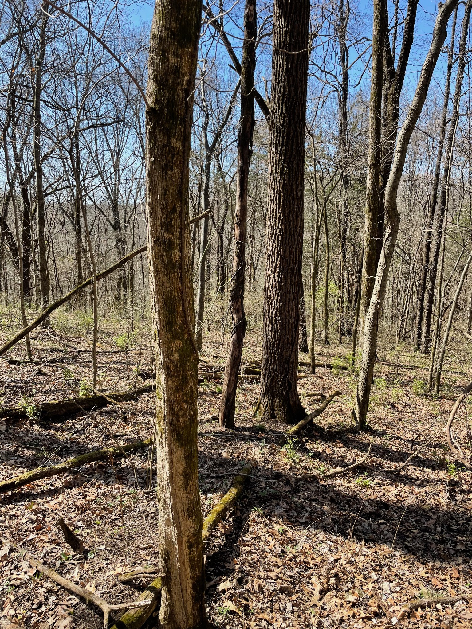 2057 Hillsboro Road Franklin, TN 37069 - Photo 12 of 27 a backyard of a house with lots of green space