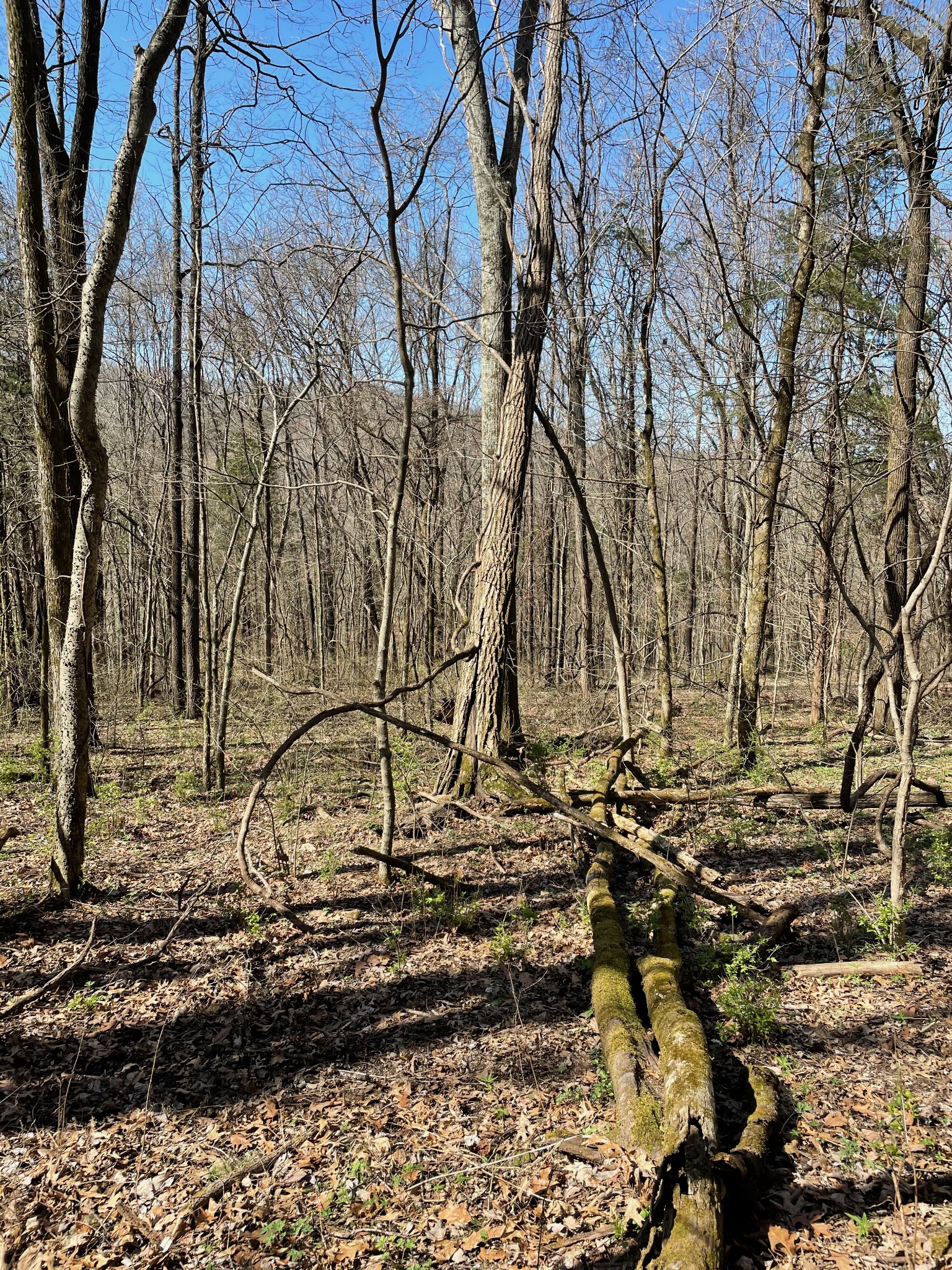 2057 Hillsboro Road Franklin, TN 37069 - Photo 13 of 27 a view of a yard with an trees